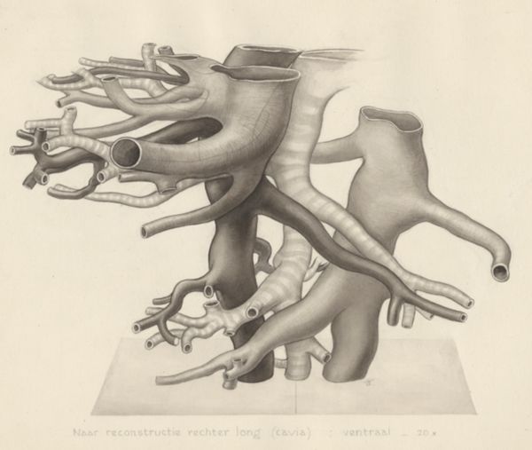 J Tinkelenberg, Bronchi
