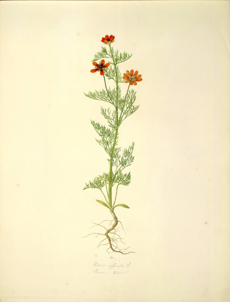 AugustRokert, Adonis aestivalis L - Sommer-Adonisröschen