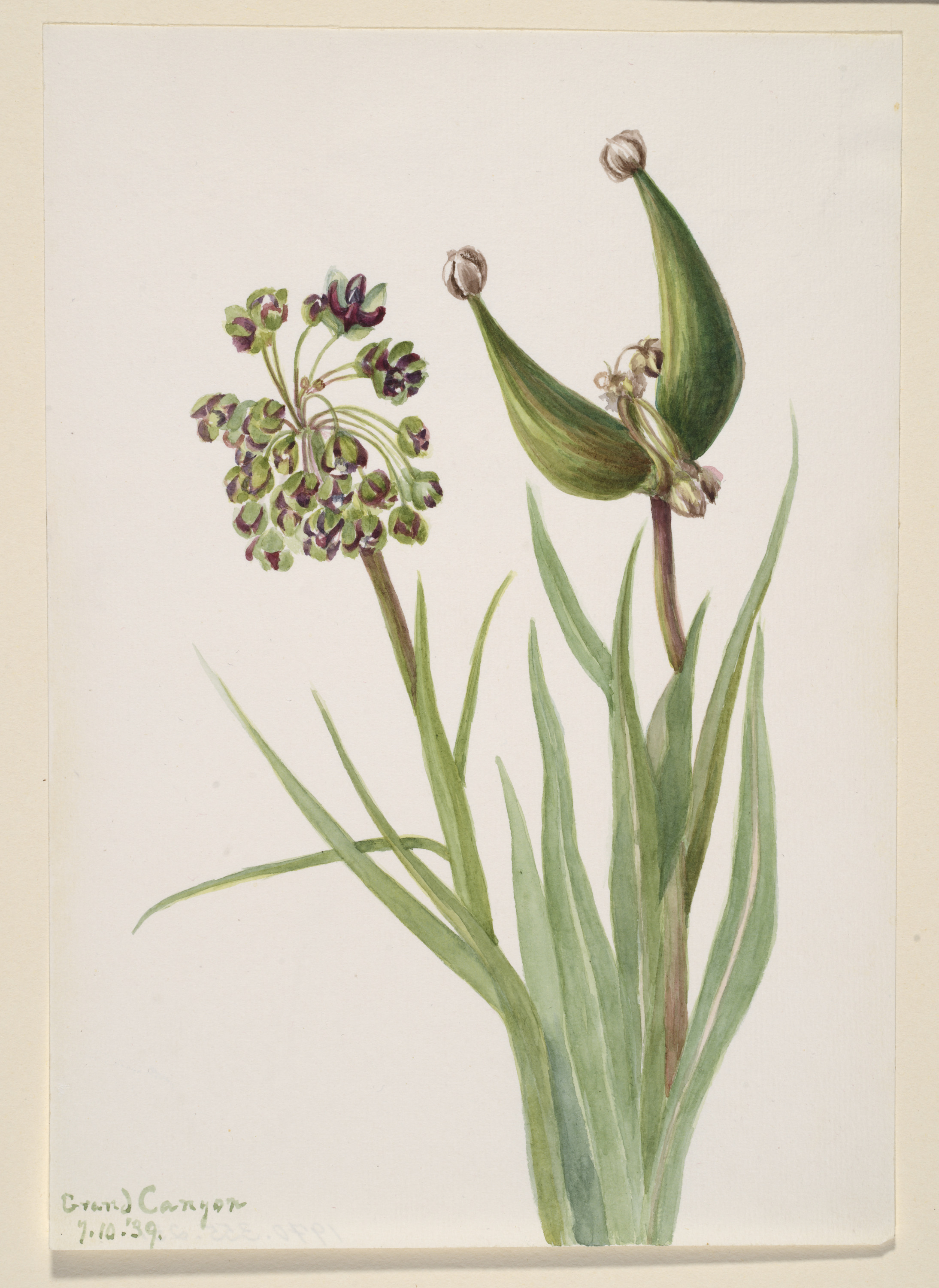 Mary Vaux Walcott, Untitled--Plant Study