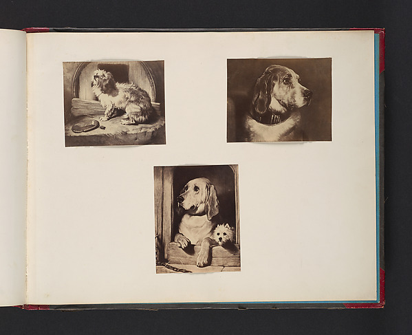 John Thomson, [Dogs]