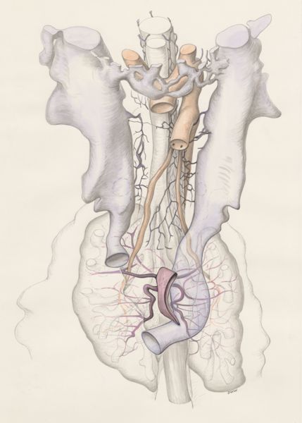 J Wetselaar-Whittaker, Tissue of a human embryo