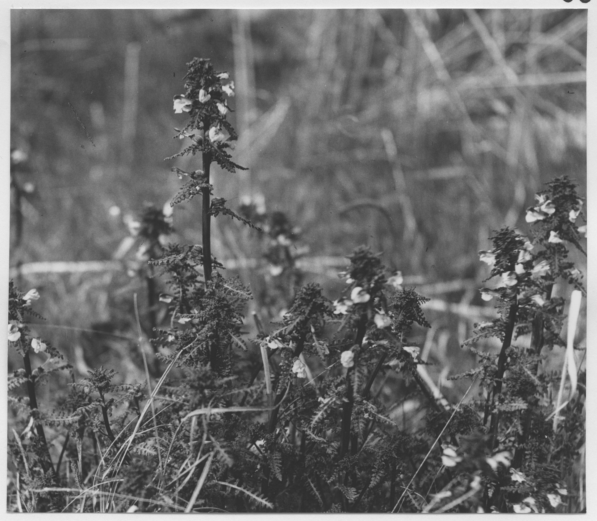 Mårten Sjöbeck, Gårdskär, fiskehamnen med vegetation