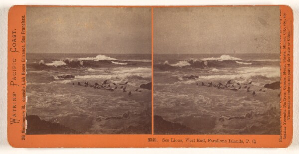 Carleton Watkins, Sea Lions, West End, Farallone [sic] Islands, P.O.