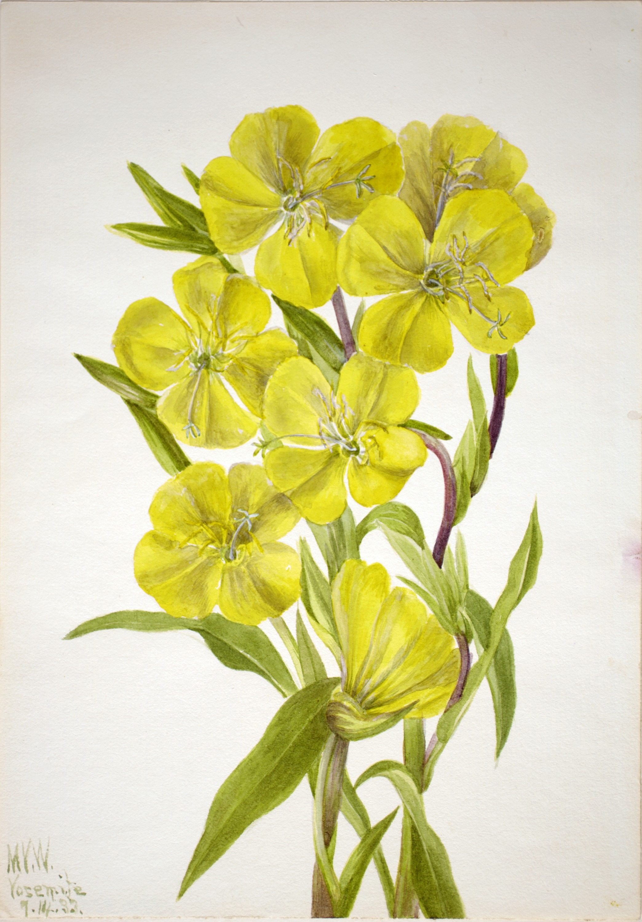 Mary Vaux Walcott, Evening Primrose (Oenothera)