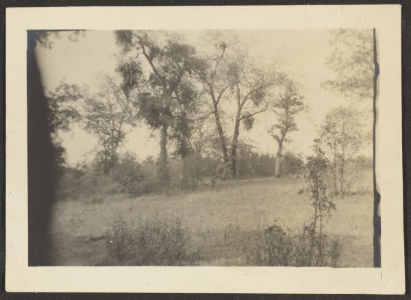 Louis Fleckenstein, [Landscape with Trees]