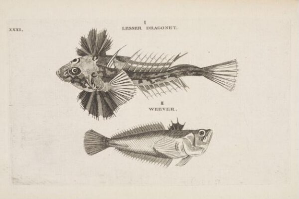 Unknown, LESSER DRAGONET.