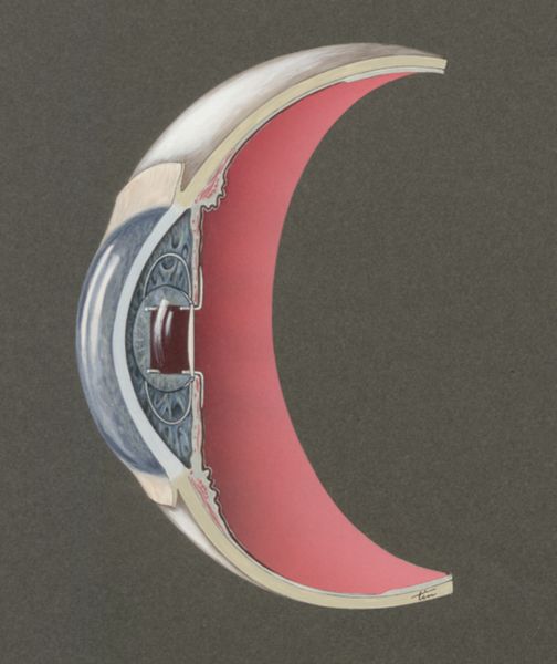 J Tinkelenberg, Cross section of the eye