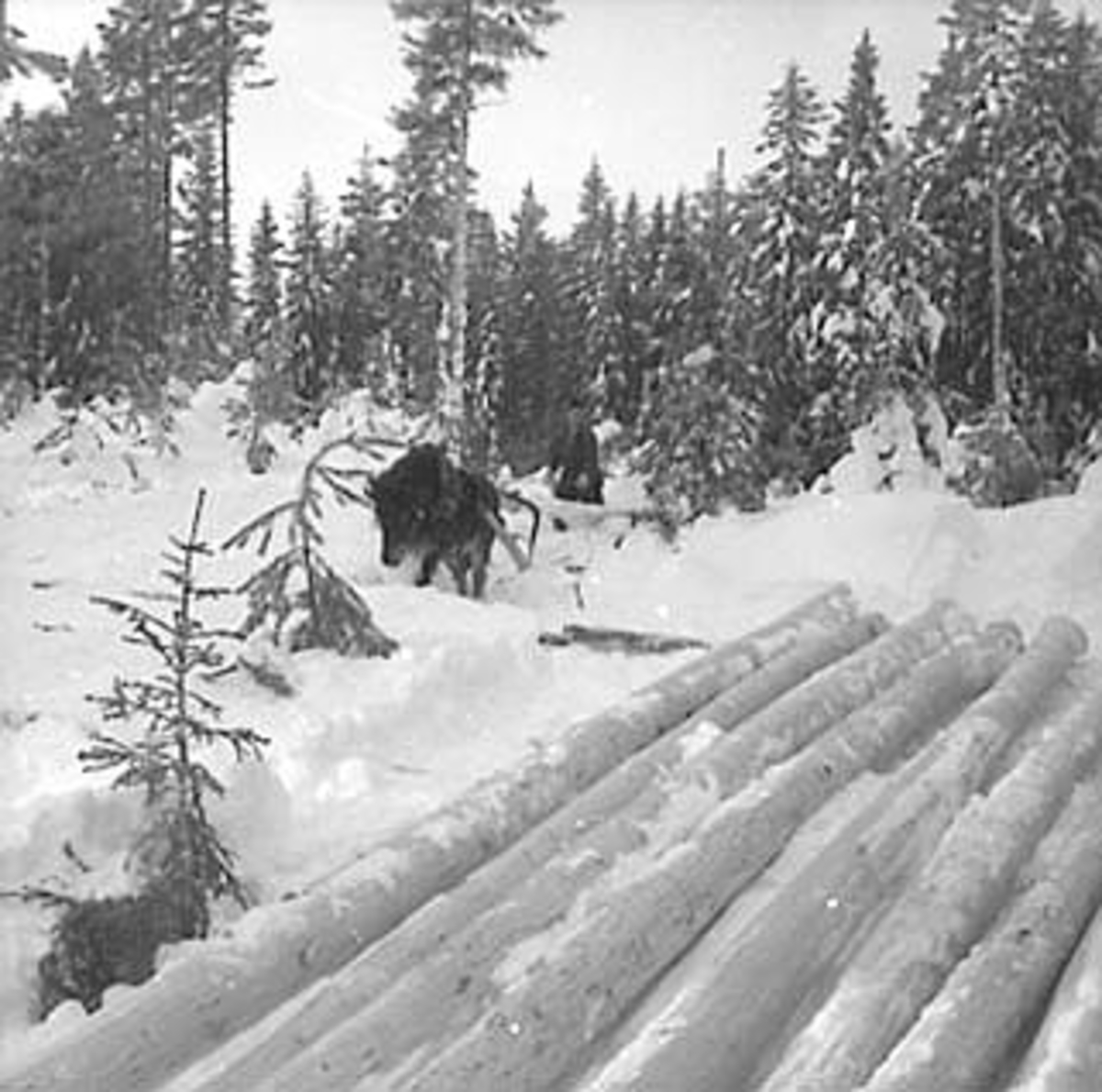 Anno Domkirkeodden, SKOGBRUK, TØMMERLUNNE, HEST, VINTER, STANGE