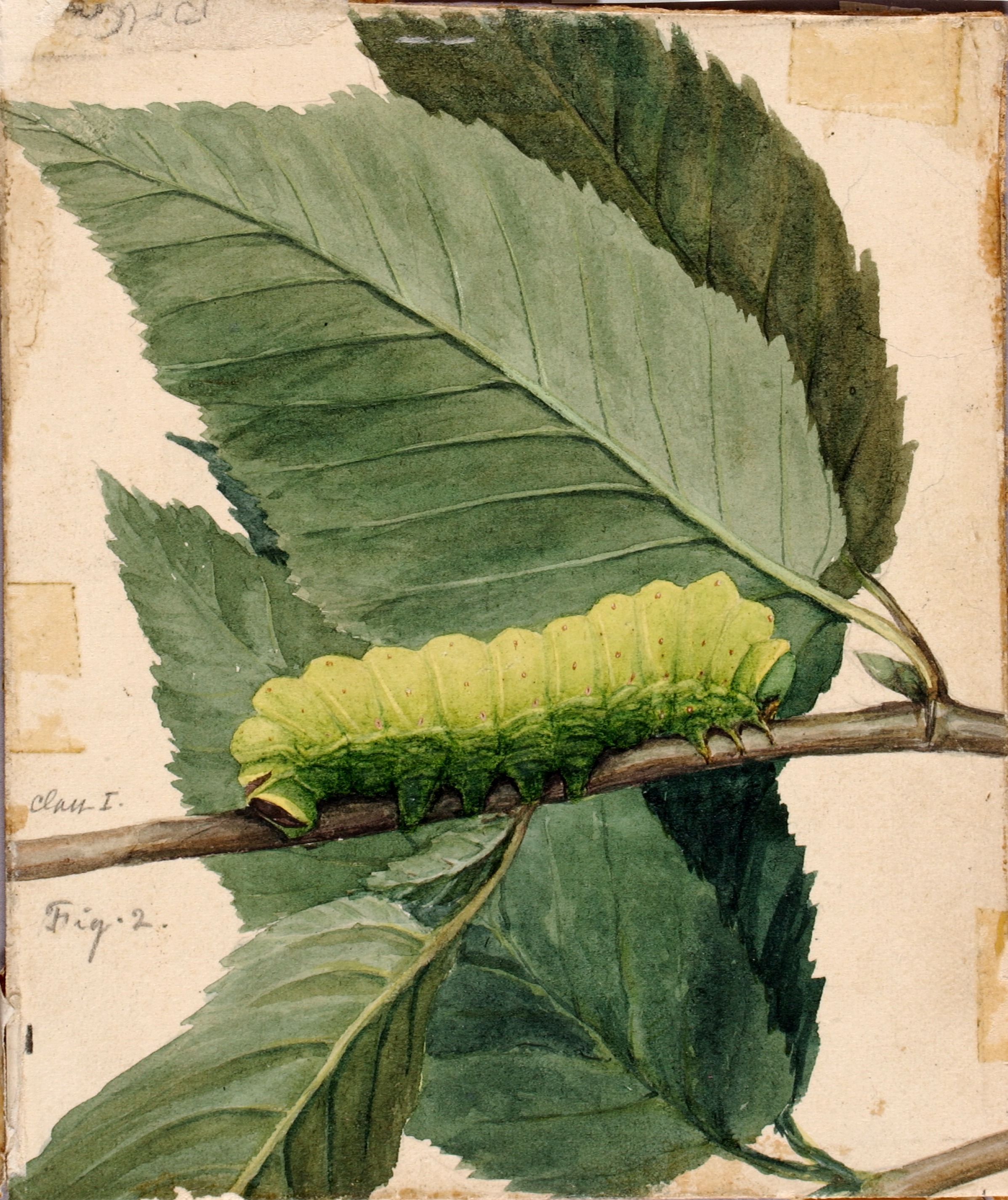 Abbott Handerson Thayer, Lunar Caterpillar, study for book Concealing Coloration in the Animal Kingdom
