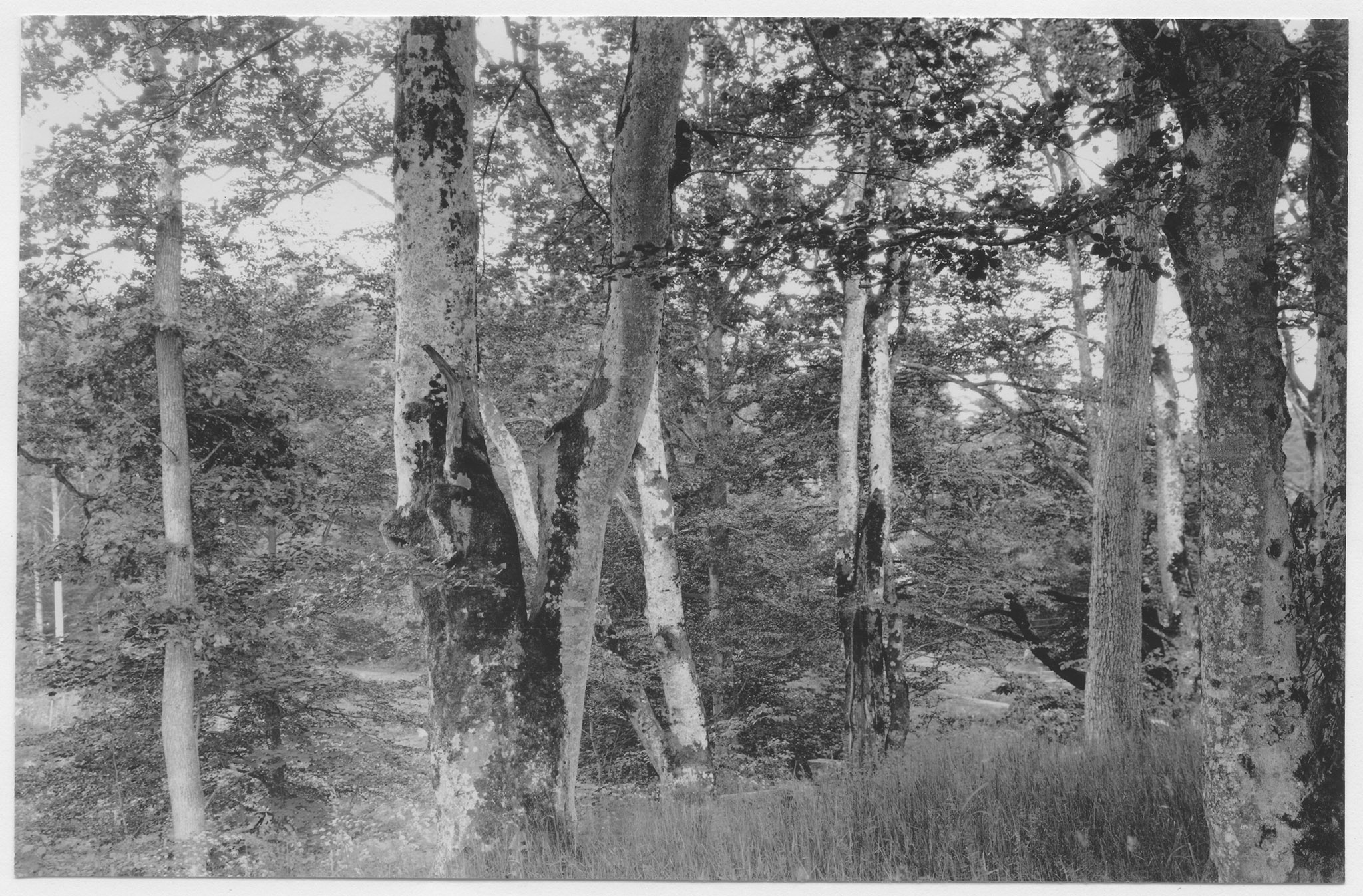 Mårten Sjöbeck, Tagel