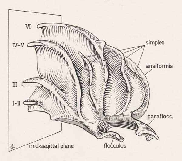 J Tinkelenberg, Cerebellum of a mouse