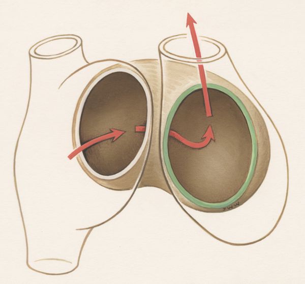 J Wetselaar-Whittaker, Circulation through human tissue