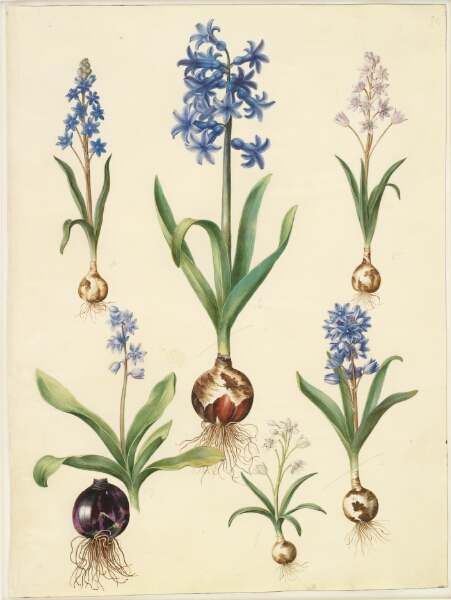 Hans Simon Holtzbecker, Scilla bifolia (tobladet skilla); Hyacinthus orientalis (almindelig hyacint); Scilla amoena (himmelblå skilla)