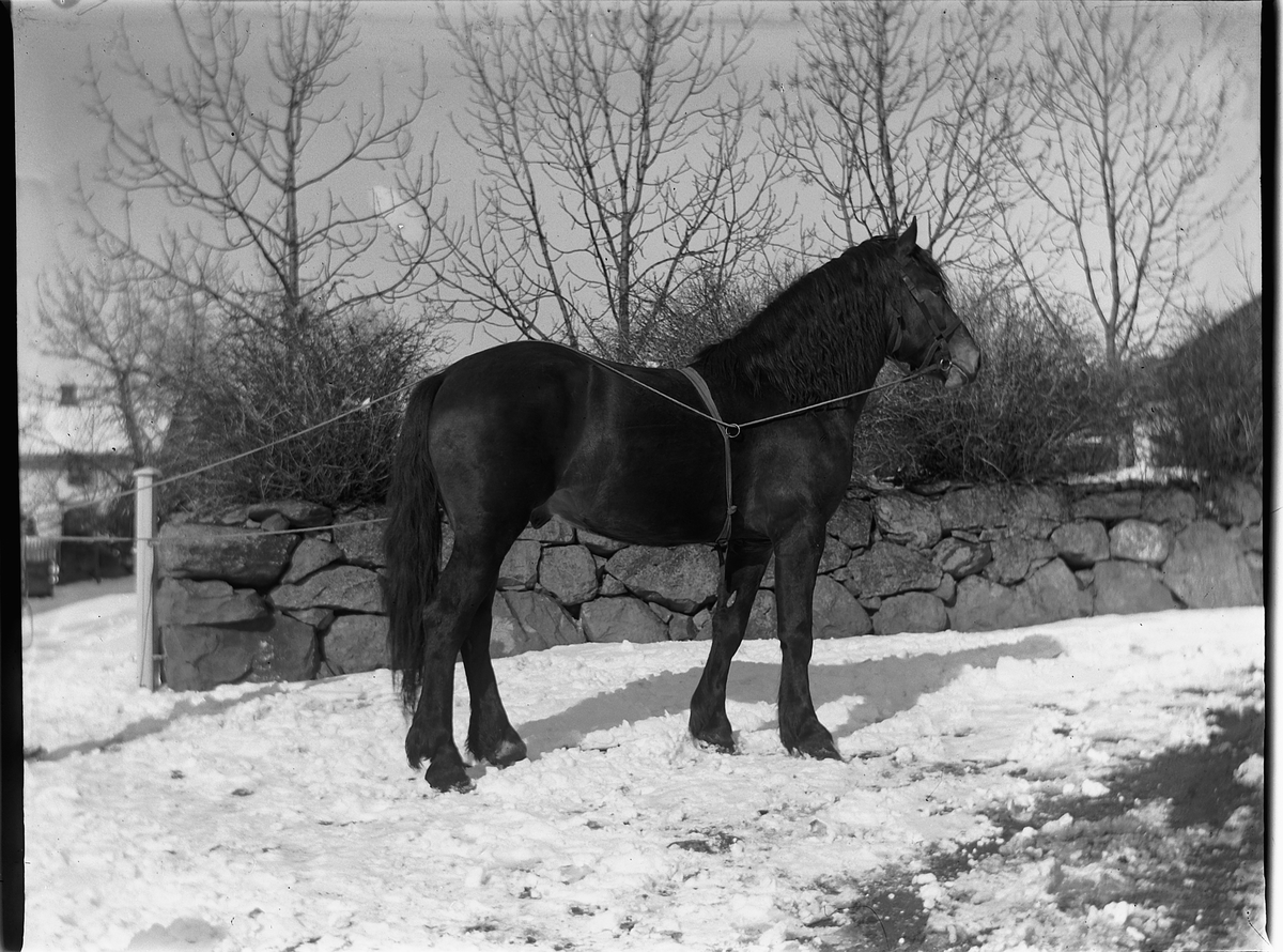 Ole Hansen Løken, LØKEN ØSTRE, VELDRE, RUDSHØGDA i Ringsaker, HEST.