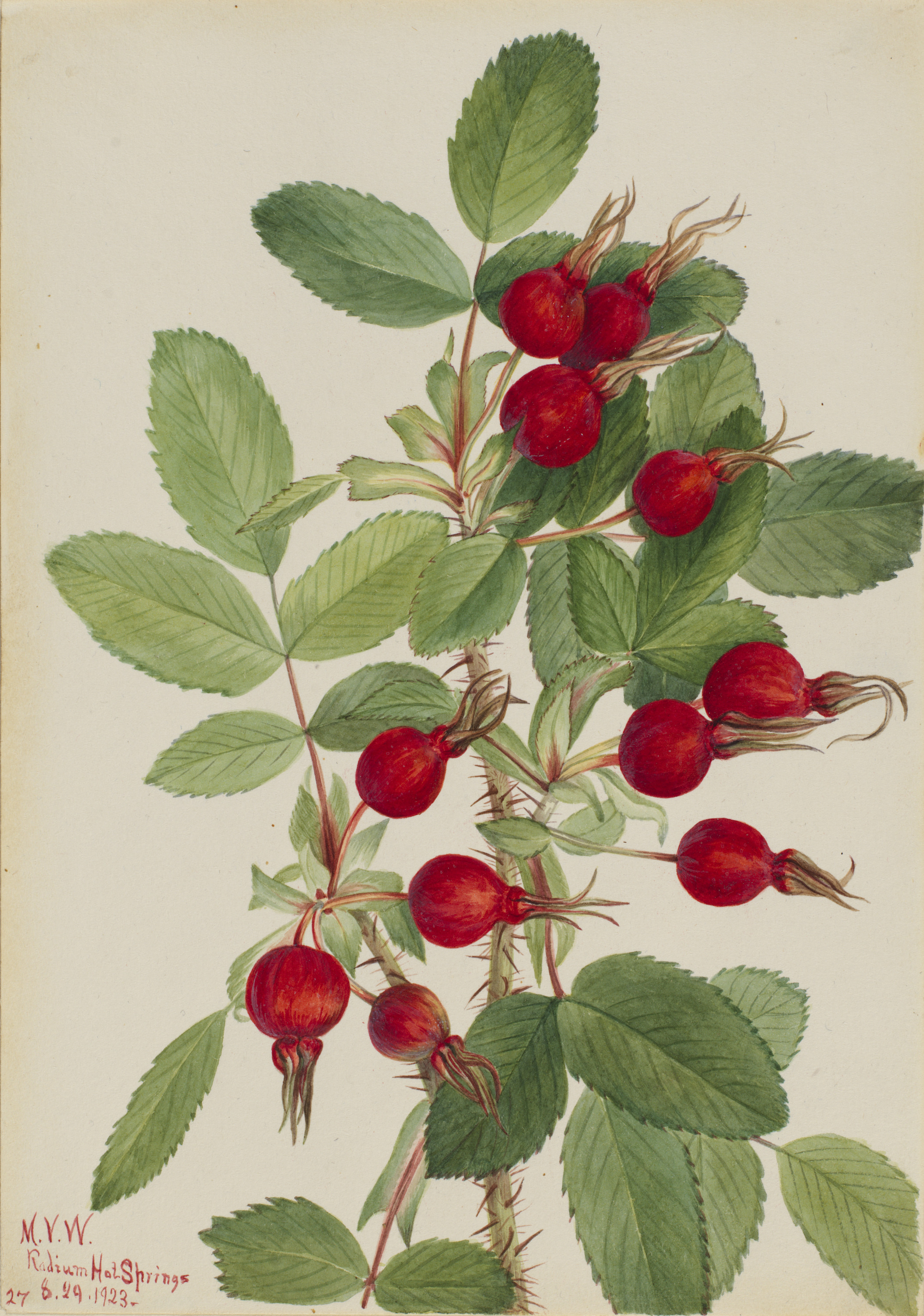 Mary Vaux Walcott, Bourgeau Rose (Rosa bourgeauiana)