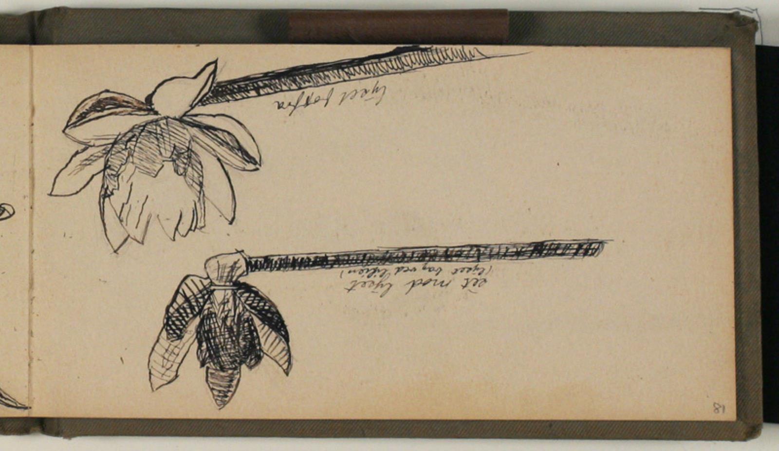 Niels Larsen Stevns, Studier af blomster med angivelser af lysforhold