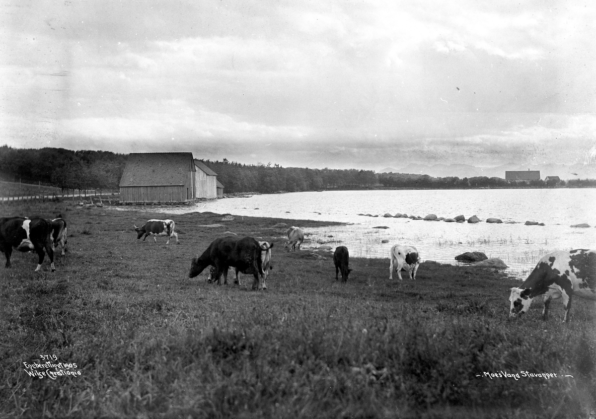 Anders Beer Wilse, Prot: Stavanger - Moen Vann Kreatursene 14/6 1905