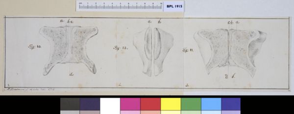 M Houtman, Pubis bone