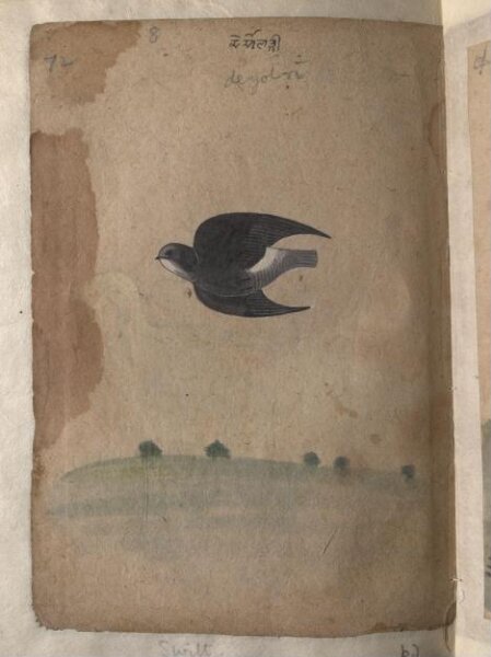 Unknown, Depictions of a Green pigeon (?) and a Common house-swift of Northern India
