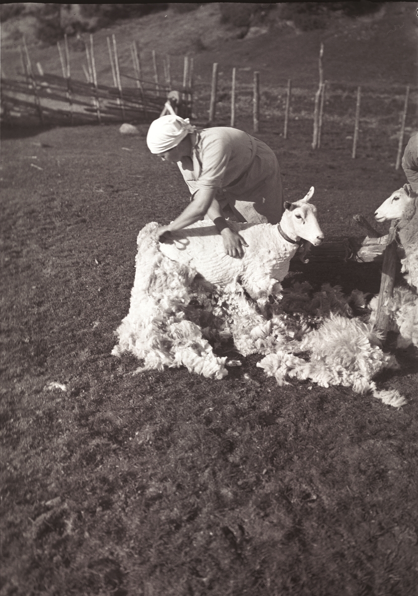 Anders Beer Wilse, Prot: Sauene klippes
