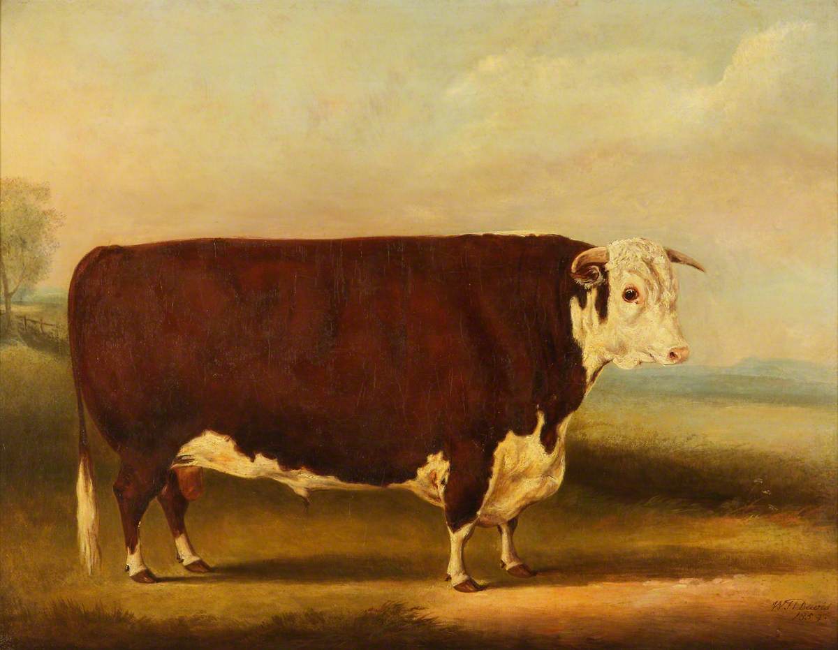 William Henry Davis, Hereford Bull ‘Walford'
