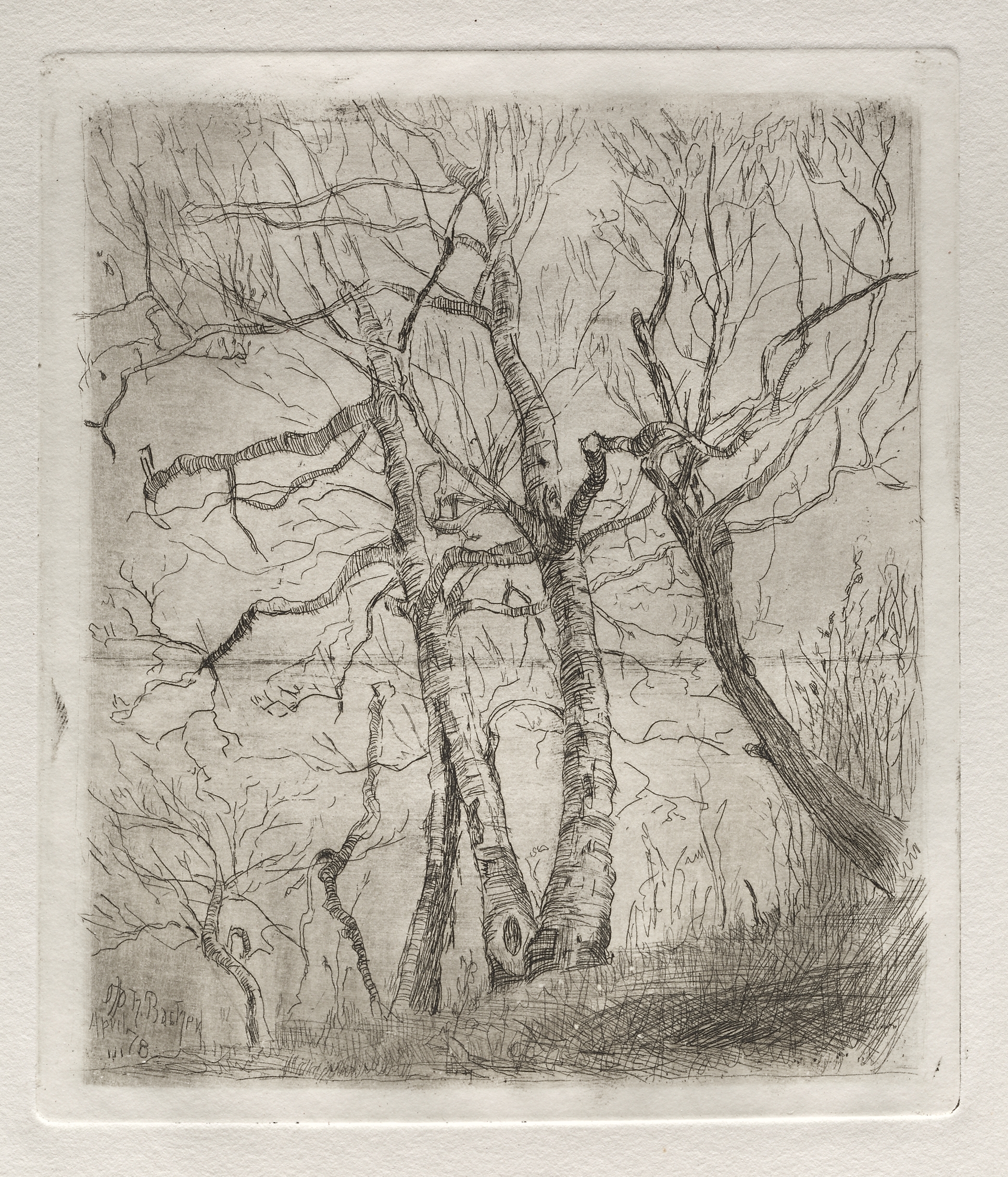 Otto H. Bacher, Trees