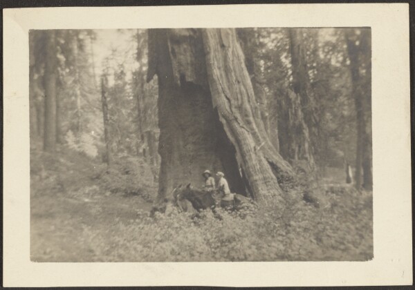 Louis Fleckenstein, [Figures on Horseback in Hollow of Massive Tree]