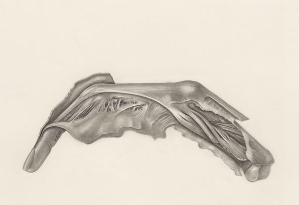 H.G Wetselaar, Muscular tissue of a mammal's finger