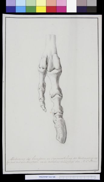 A Bonn, Animals: foot of an ostrich