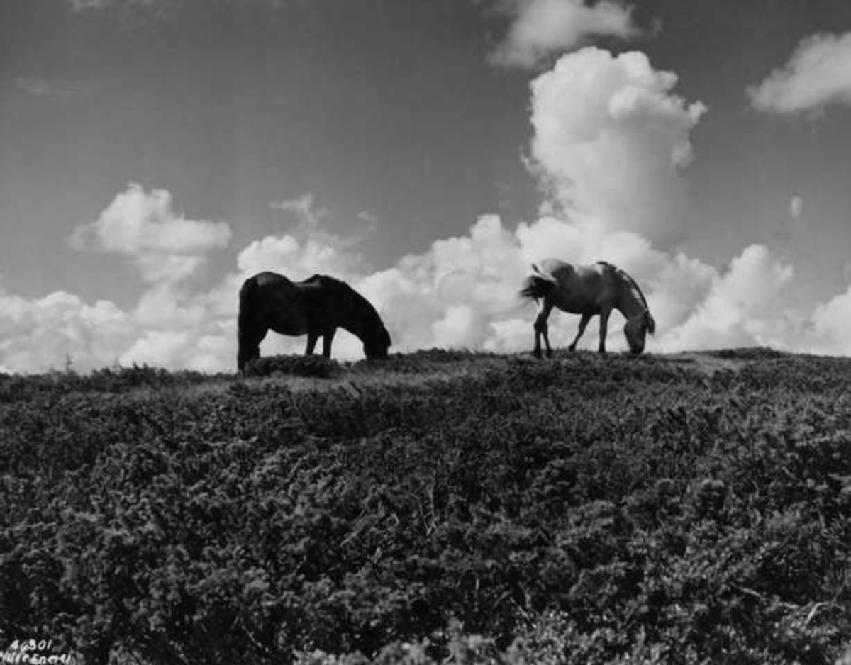 Anders Beer Wilse, -7976