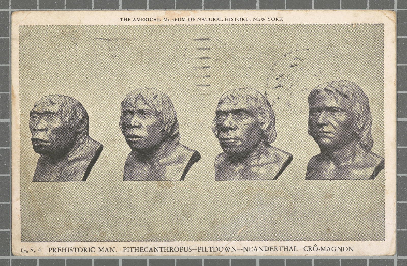 Desconegut, The American Museum of Natural History, New York. G. S. 4 Preman. Pithecanthropus-Piltdown-Neanderthal-Crô-magnon