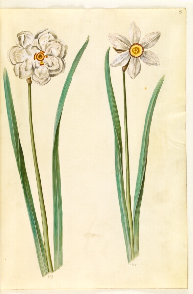 Hans Simon Holtzbecker, Narcissus poeticus (pinselilje)