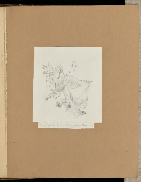 Unknown, Death of the Mallard, Victory of the Peregrine