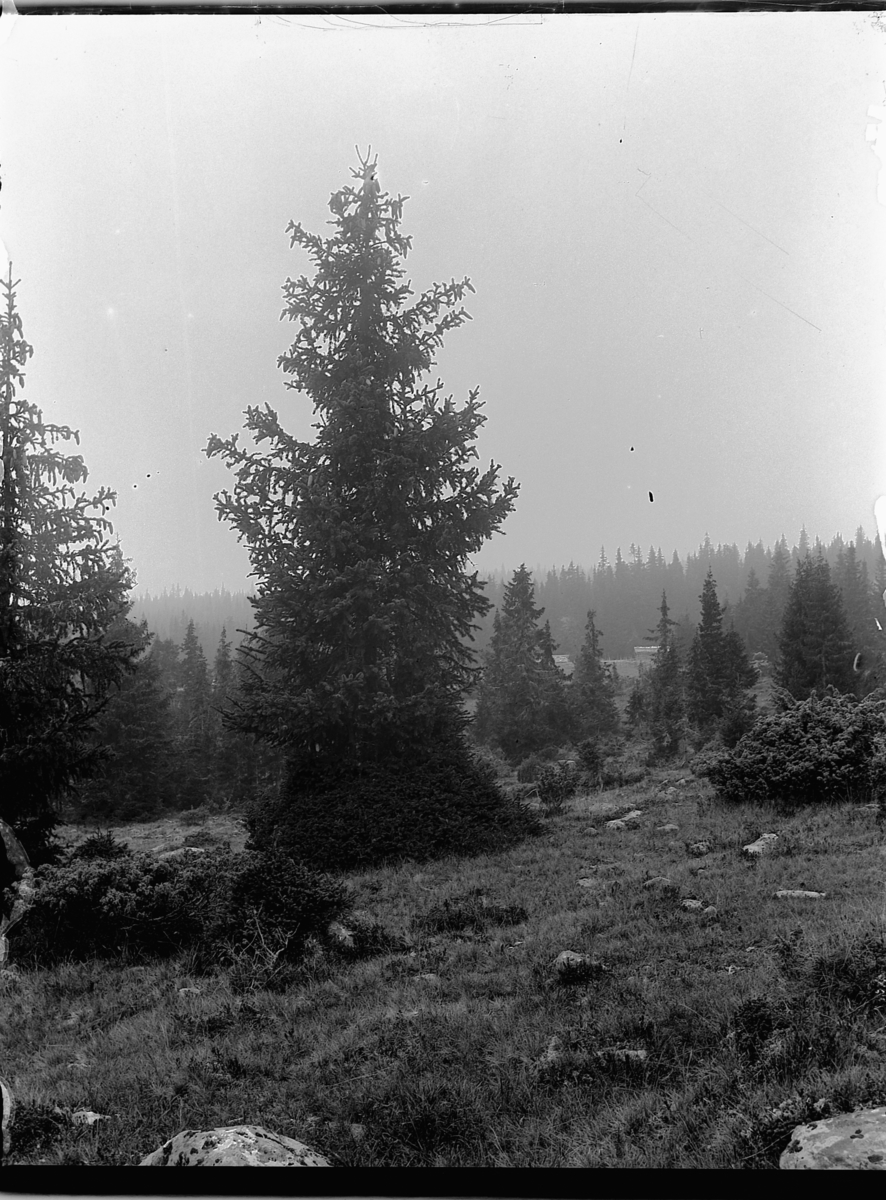 Ole Hansen Løken, LANDSKAP, FJELLGRAN.
