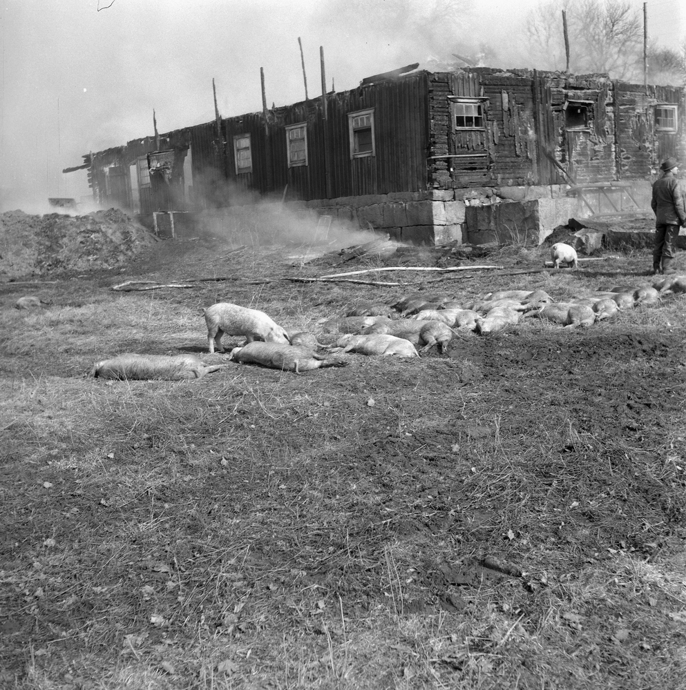 Örebro Kuriren, Pigs burned in Hackvad. 7 April 1960