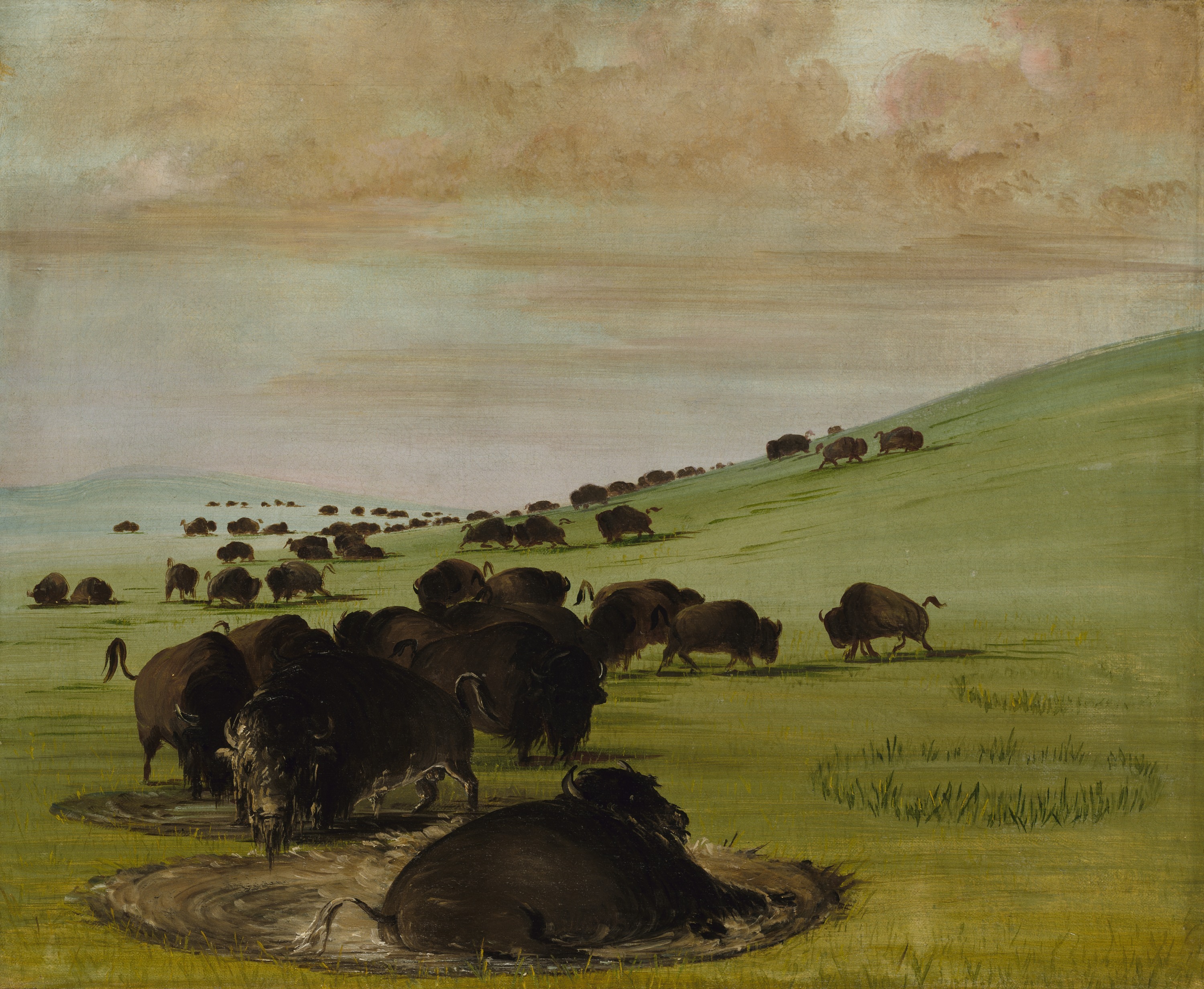 George Catlin, Buffalo Bulls in a Wallow