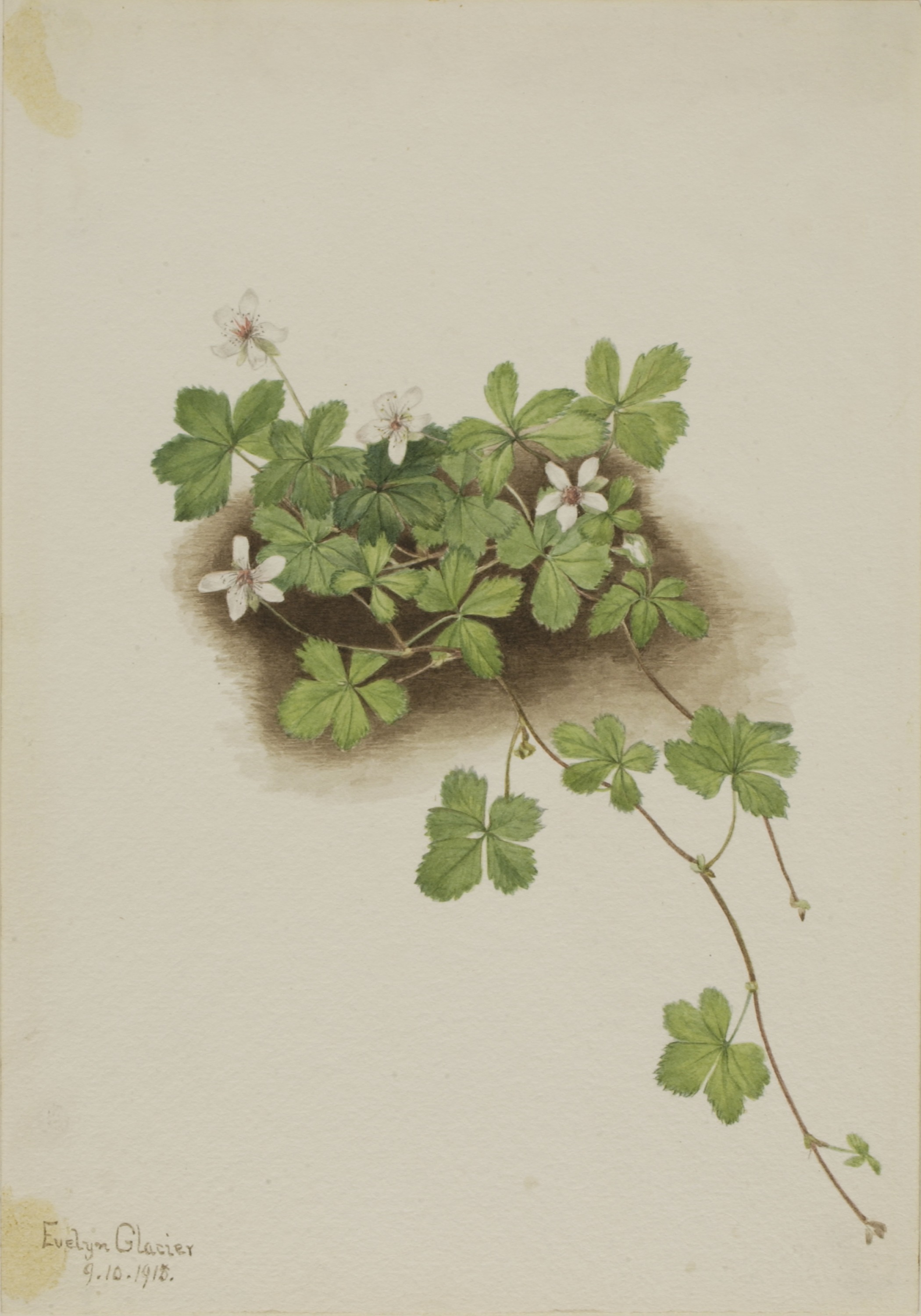 Mary Vaux Walcott, Red Dewberry (Rubus pedatus)