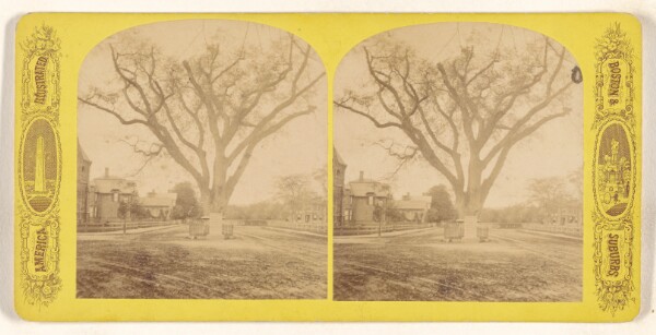 Unknown, Washington's tree Cambridge Mass.