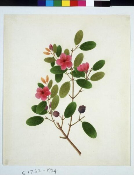 Unknown, Rose periwinkle