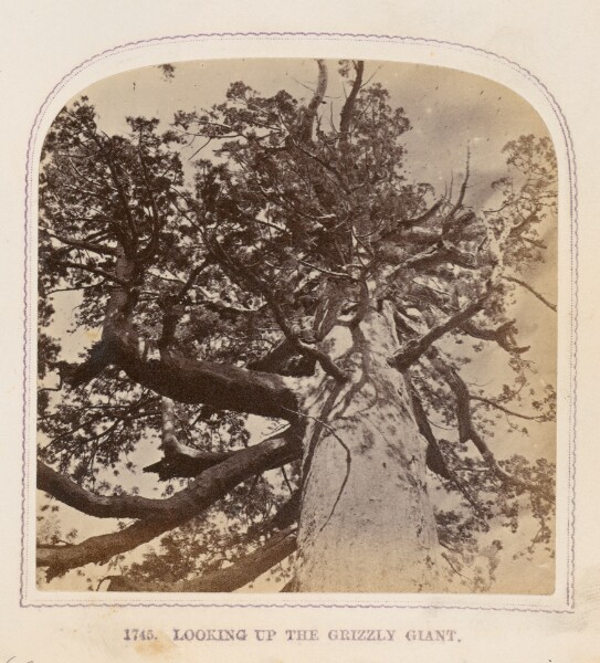 Thomas Houseworth, Looking up the Grizzly Giant