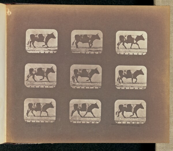 Eadweard J. Muybridge, Trotting