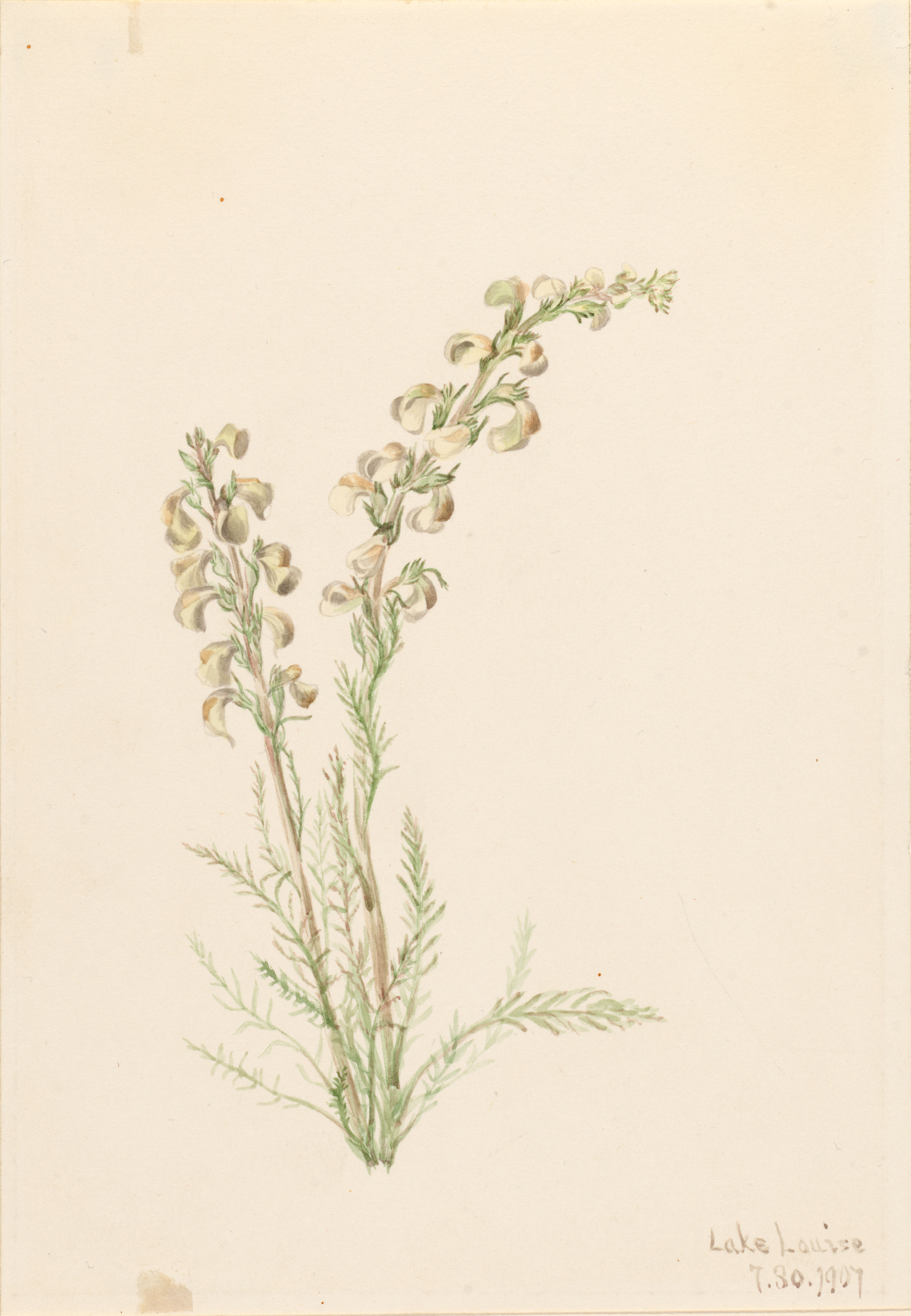 Mary Vaux Walcott, Alpine Fernlife (Pedicularis contorta)