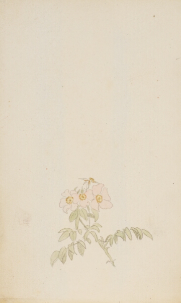 P.C. Skovgaard, Studie af roser