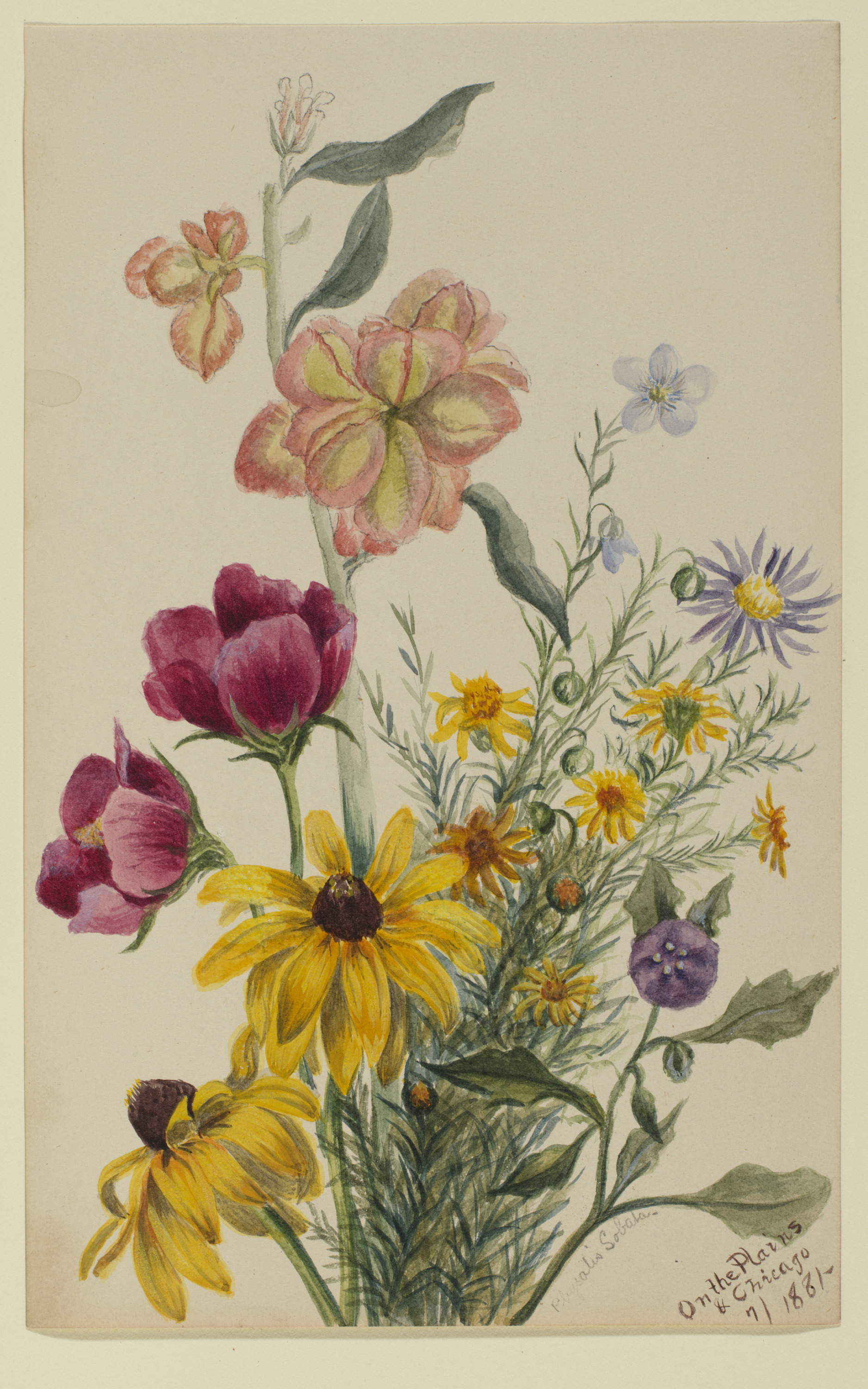 Mary Vaux Walcott, Group of Flowers