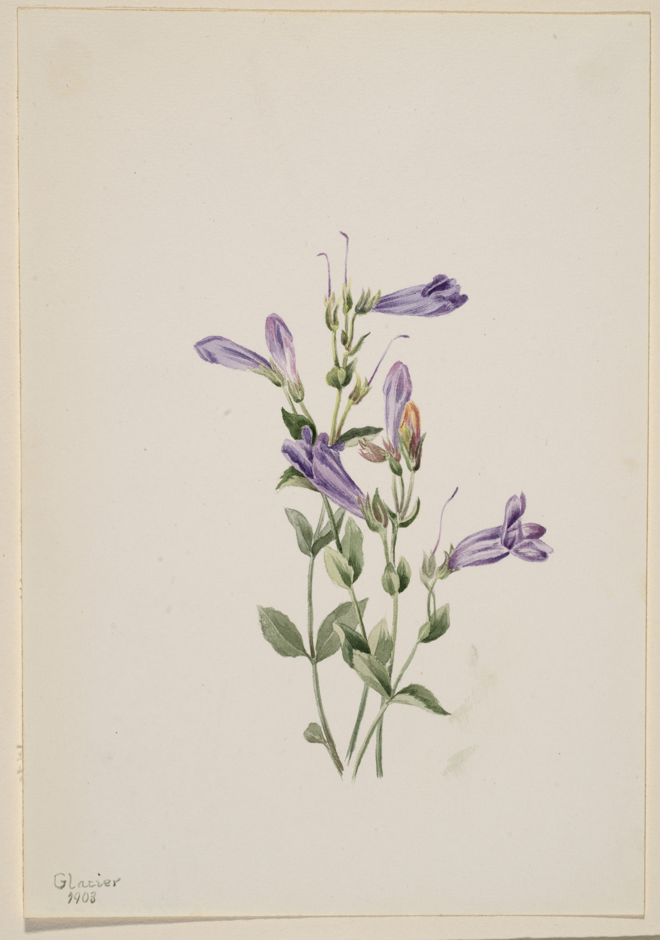 Mary Vaux Walcott, Penstemon (Penstimon fruiticosus)