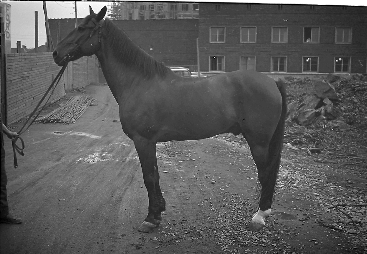 Anders Beer Wilse, Prot: Petterør jur hest 29/6