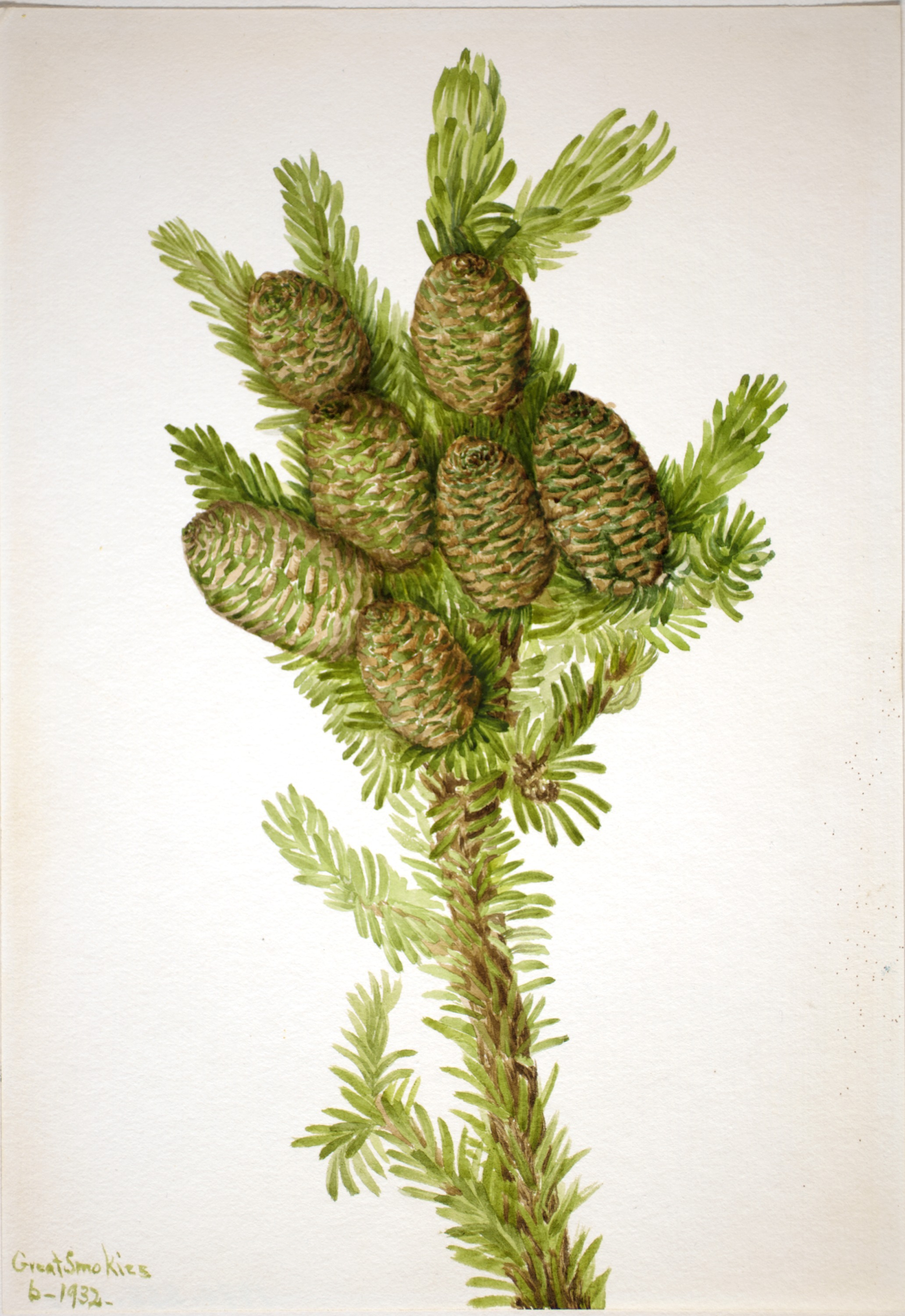 Mary Vaux Walcott, Balsam Fir (Albies fraseri)