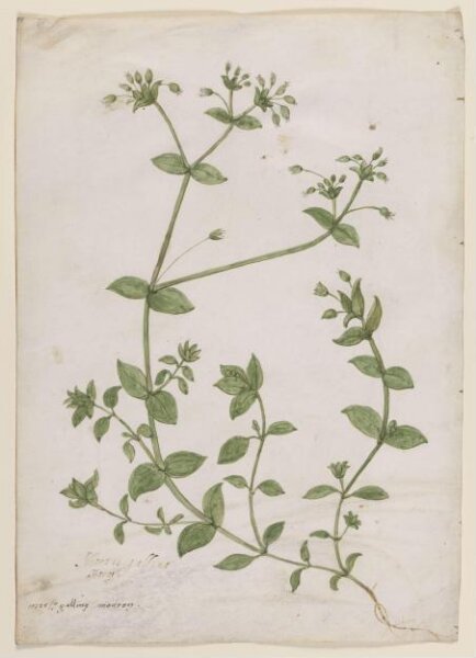 Unknown, Drawing