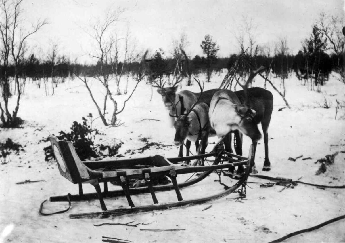 Ellisif Rannveig Wessel, Slede av samojedisk type og tre reinsdyr. Kolahalvøya, Russland, antatt 1900-1910.