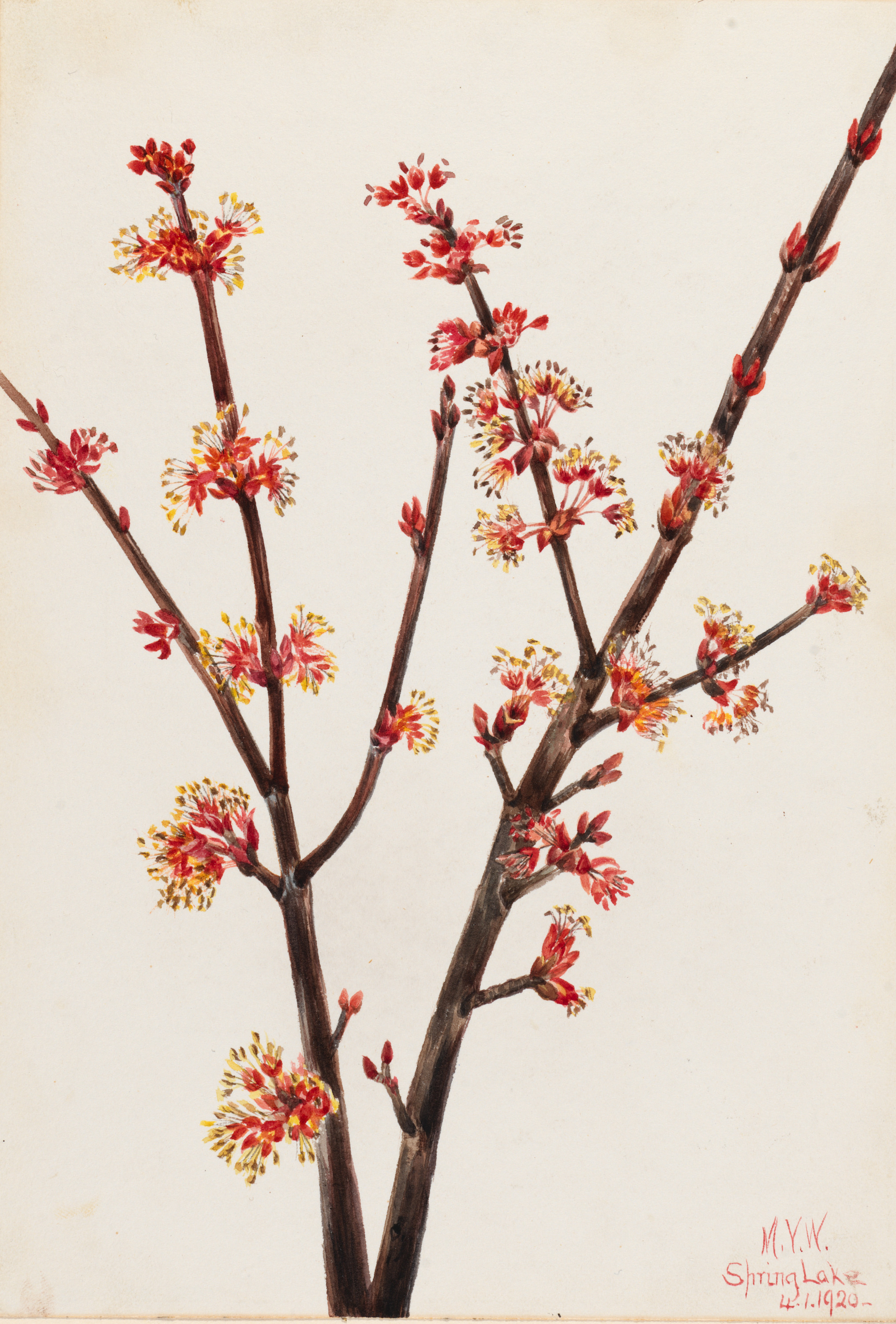 Mary Vaux Walcott, Red Maple (Acer rubrum)